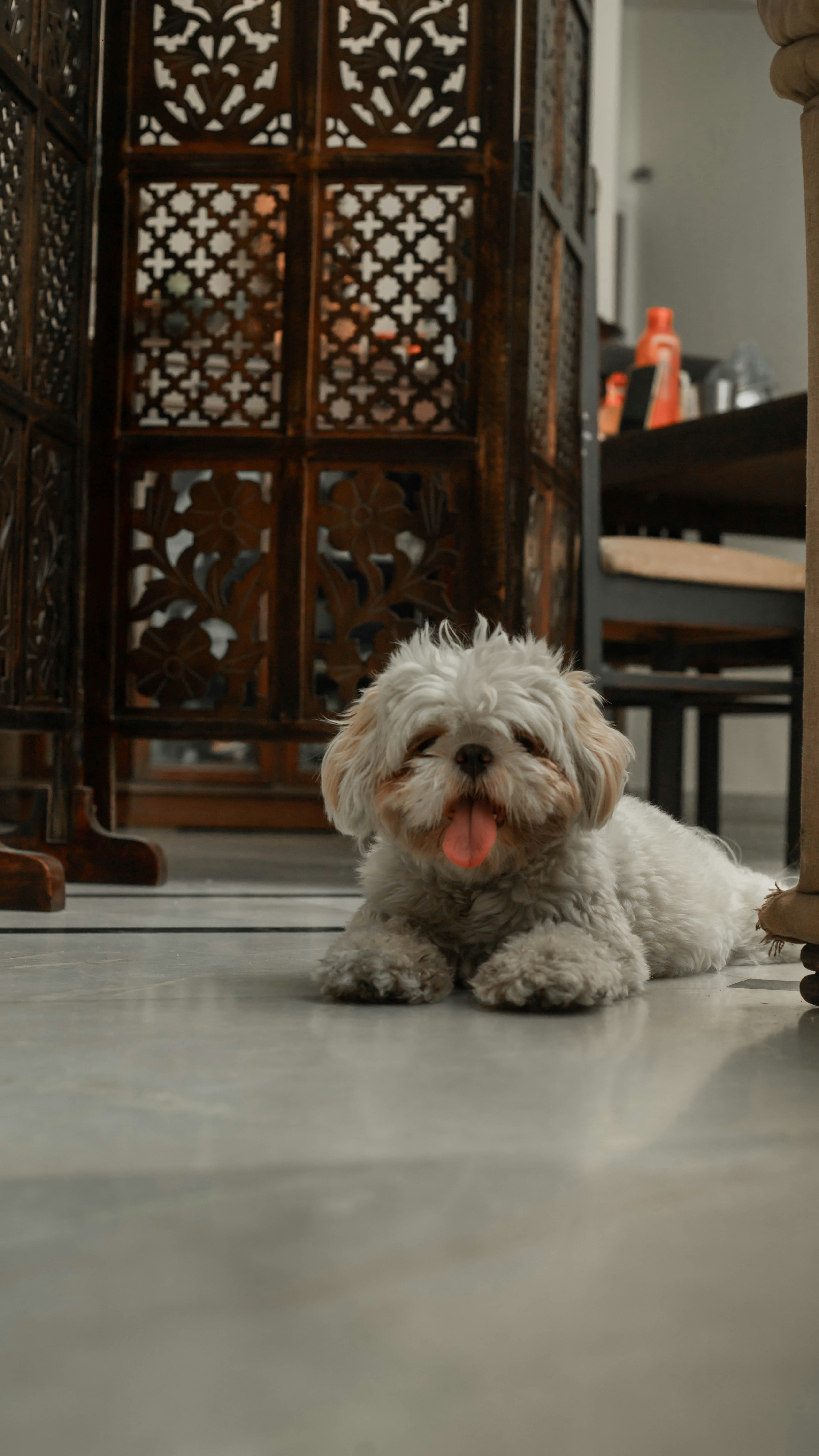 doggo happy