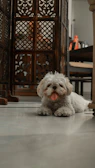 a small white dog laying on the floor