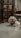 a small white dog laying on the floor