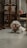 a small white dog laying on the floor