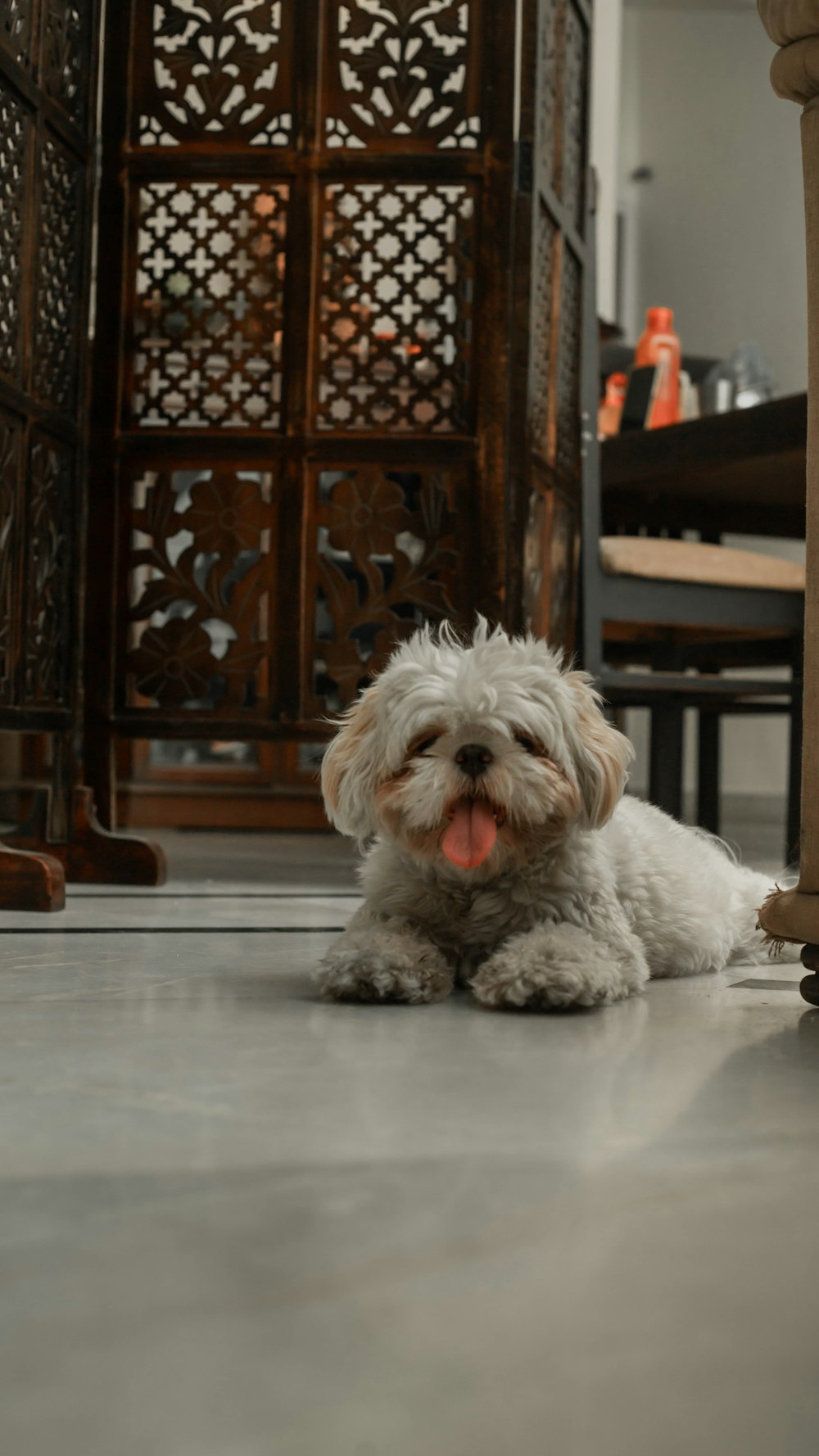 a small white dog laying on the floor