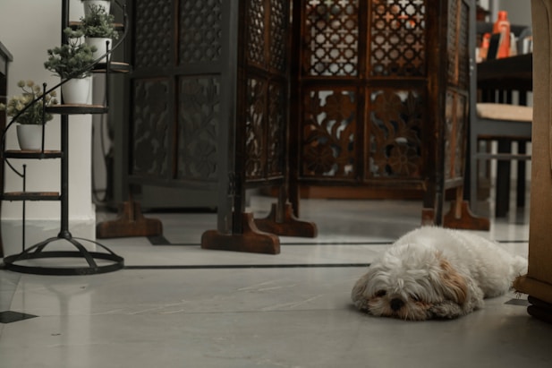 a small white dog laying on the floor