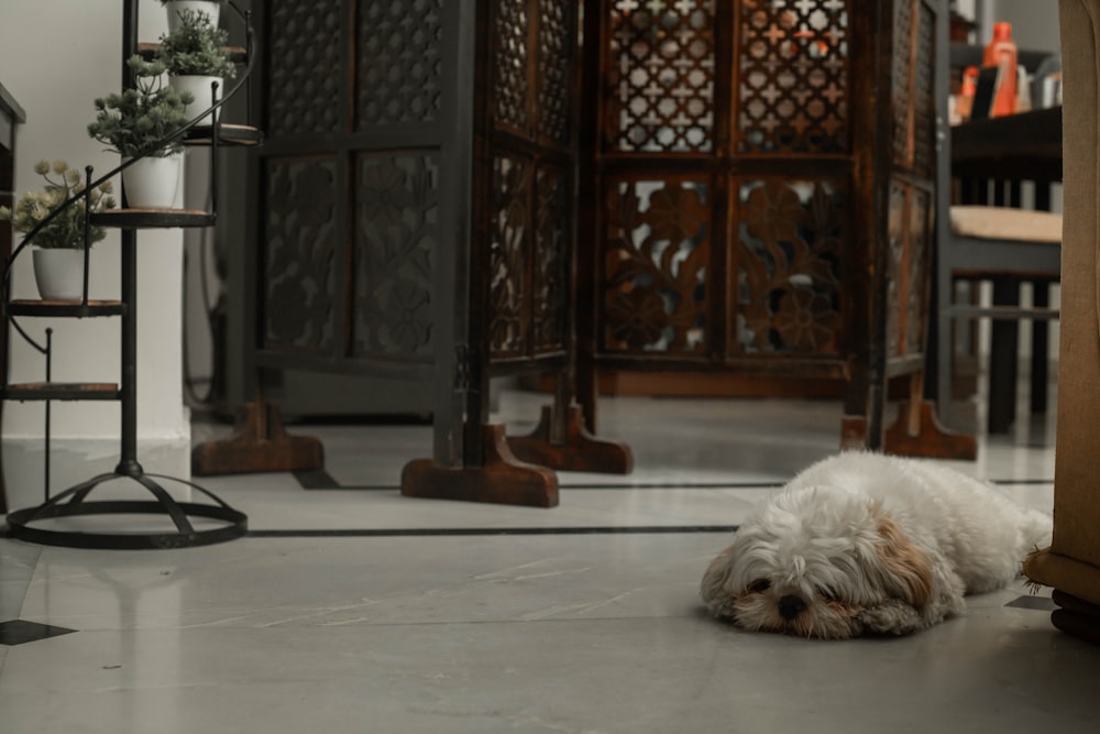 a small white dog laying on the floor