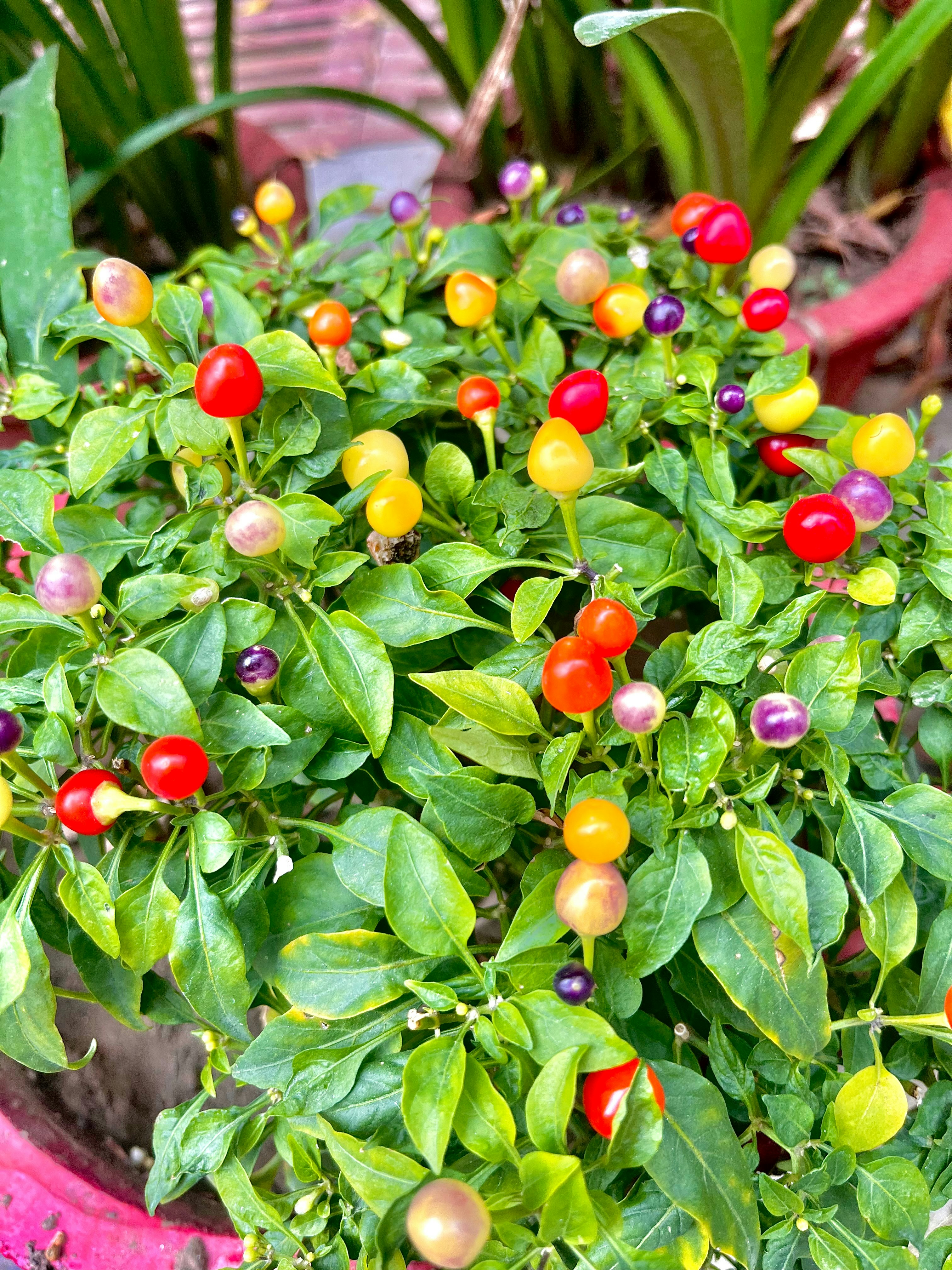 A small vegetable garden with ripe tomatoes, peppers, and fresh herbs.