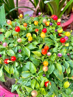 A small vegetable garden with ripe tomatoes, peppers, and fresh herbs.