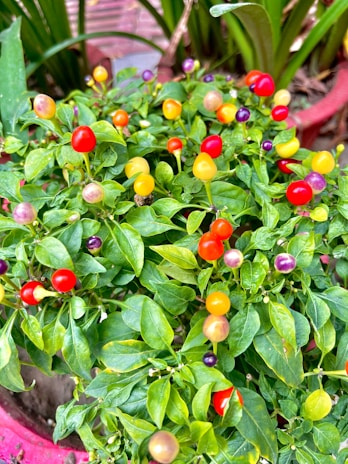 A small vegetable garden with ripe tomatoes, peppers, and fresh herbs.