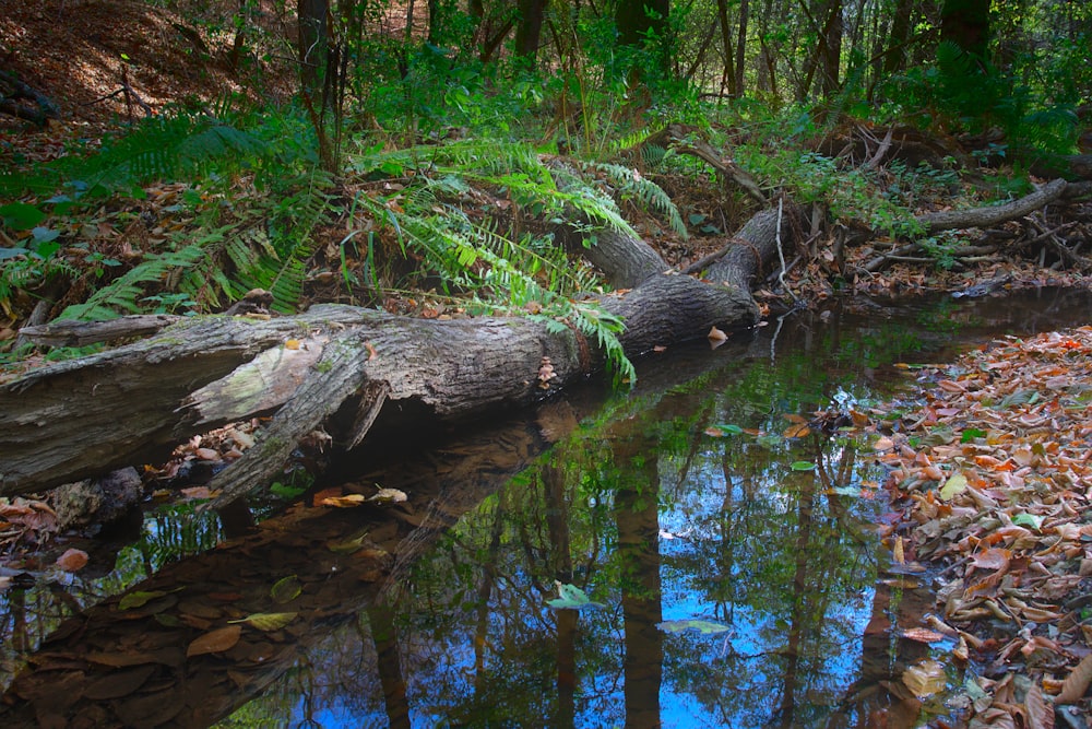 a fallen tree laying on top of a body of water