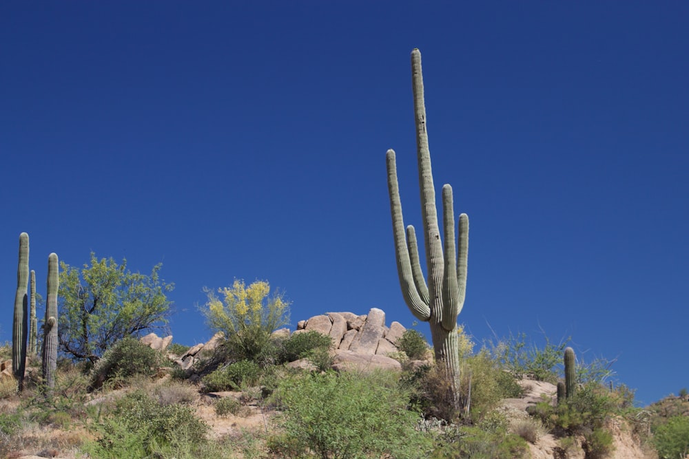 a large cactus on a hill with a blue sky in the background
