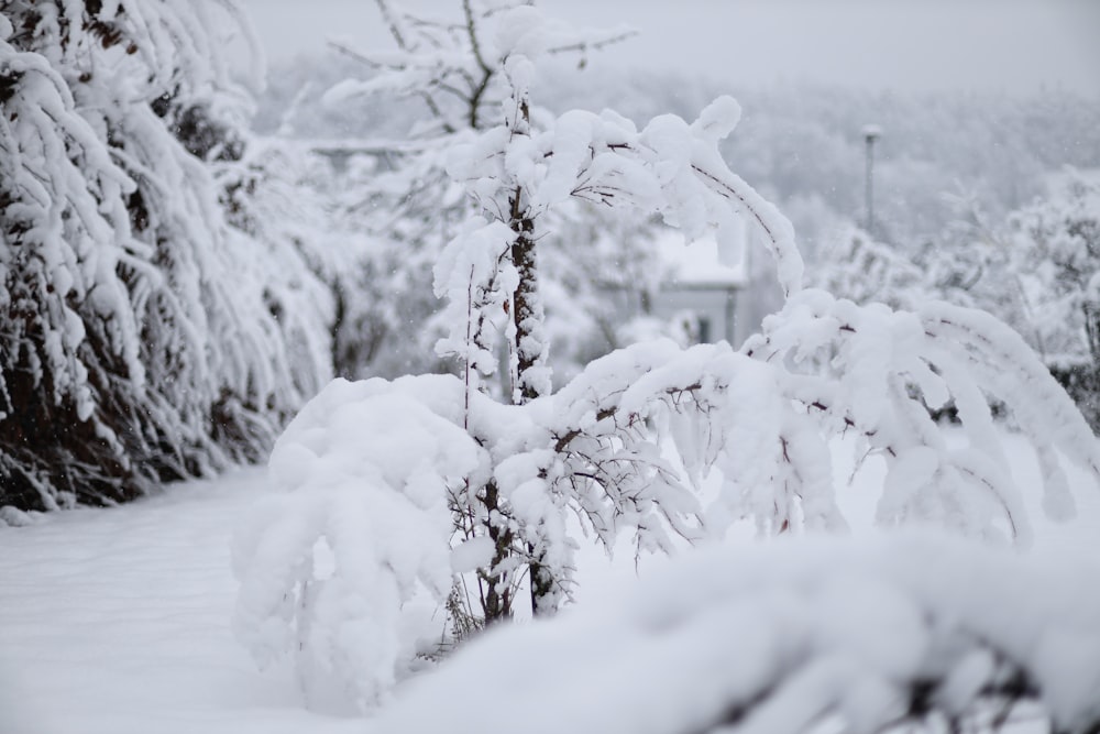 un pino cubierto de nieve junto a una casa