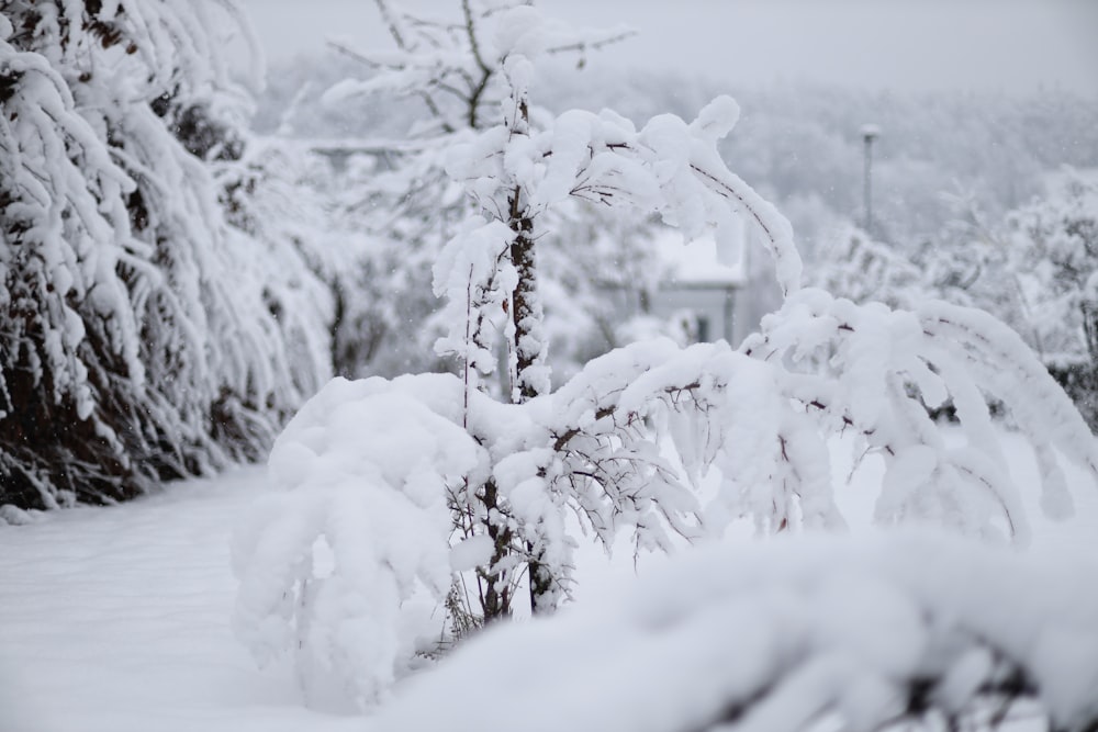 a snow covered pine tree next to a house