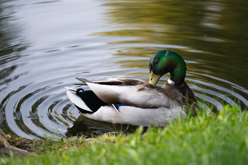 a couple of ducks floating on top of a lake