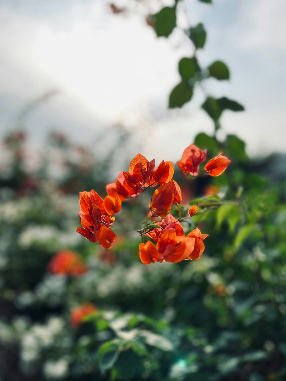 a bunch of orange flowers in a field