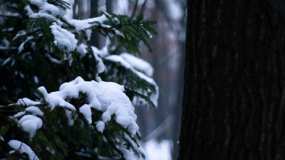 a pine tree covered in snow next to a forest