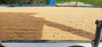 A large quantity of corn kernels spread out on a blue tarp under the sun, likely for drying. There are shadows cast over part of the corn, and vegetation is visible in the background. A blue container is situated near the rear.
