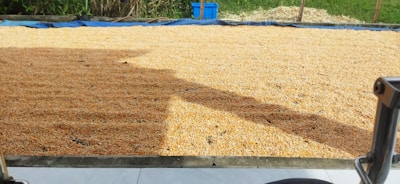 A large quantity of corn kernels spread out on a blue tarp under the sun, likely for drying. There are shadows cast over part of the corn, and vegetation is visible in the background. A blue container is situated near the rear.