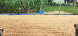 A large area is covered with grains, possibly corn, spread out evenly. In the background, there is tall grass and a blue plastic container. A fence is faintly visible among the greenery.