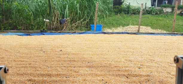 A large area is covered with grains, possibly corn, spread out evenly. In the background, there is tall grass and a blue plastic container. A fence is faintly visible among the greenery.
