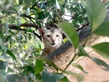 A curious cat peeking through lush green foliage in soft sunlight