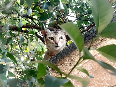 A curious cat peeking through lush green foliage in soft sunlight