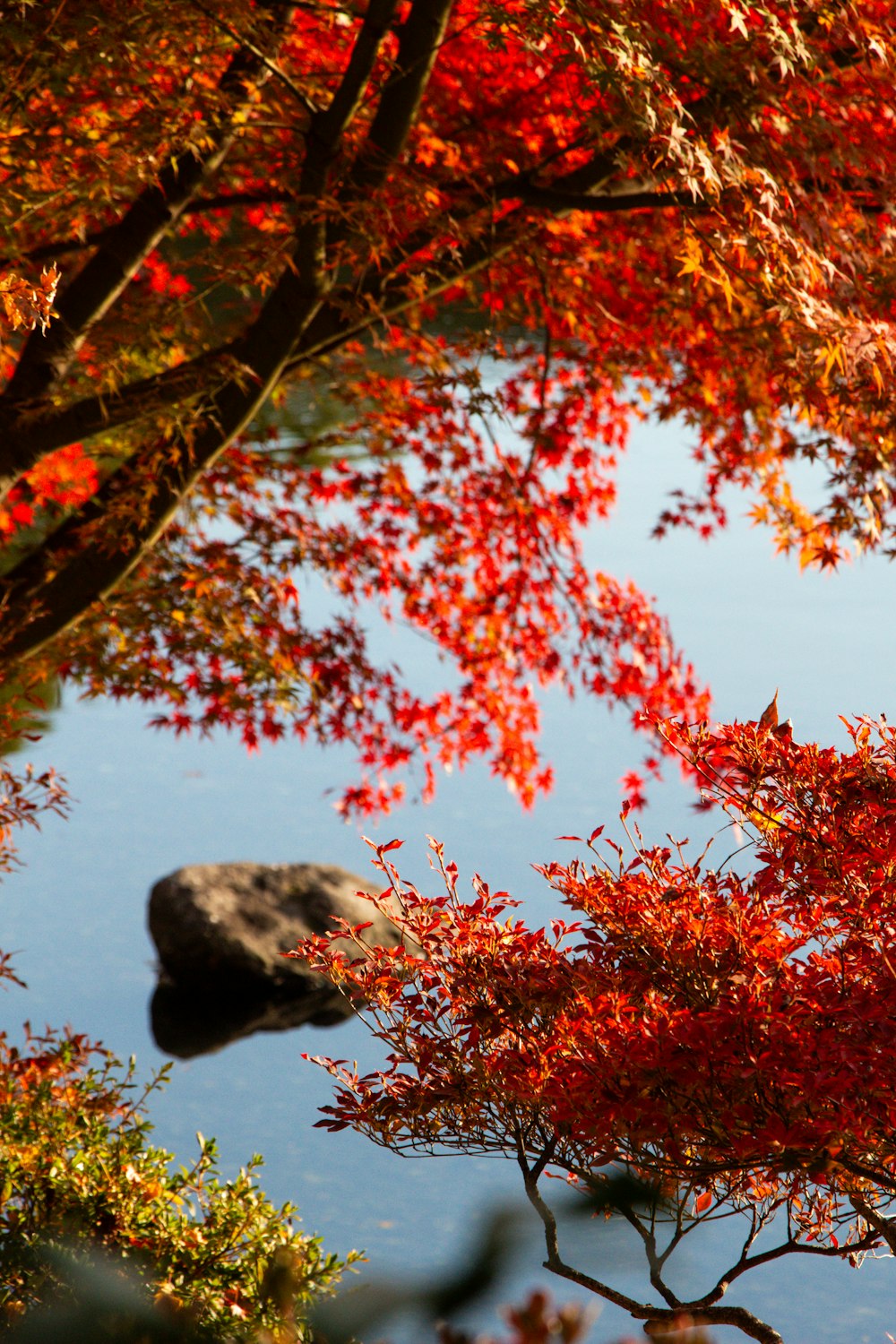 a tree with red leaves near a body of water