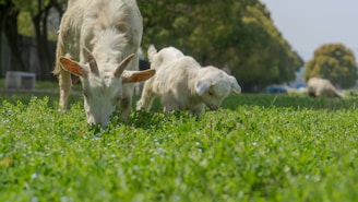 A lively image of healthy goats grazing in a green field.