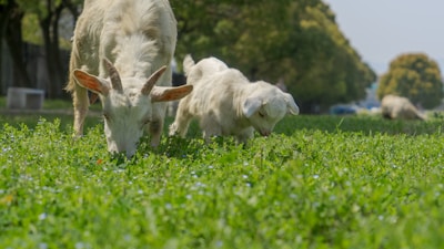 Two goats are grazing in a lush, green field. The animals have light-colored fur and are surrounded by a landscape of trees in the background. The scene exudes a peaceful, natural setting.