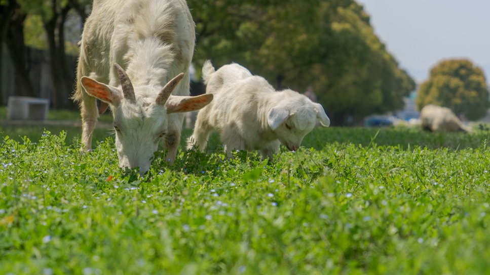 A lively image of healthy goats grazing in a green field.