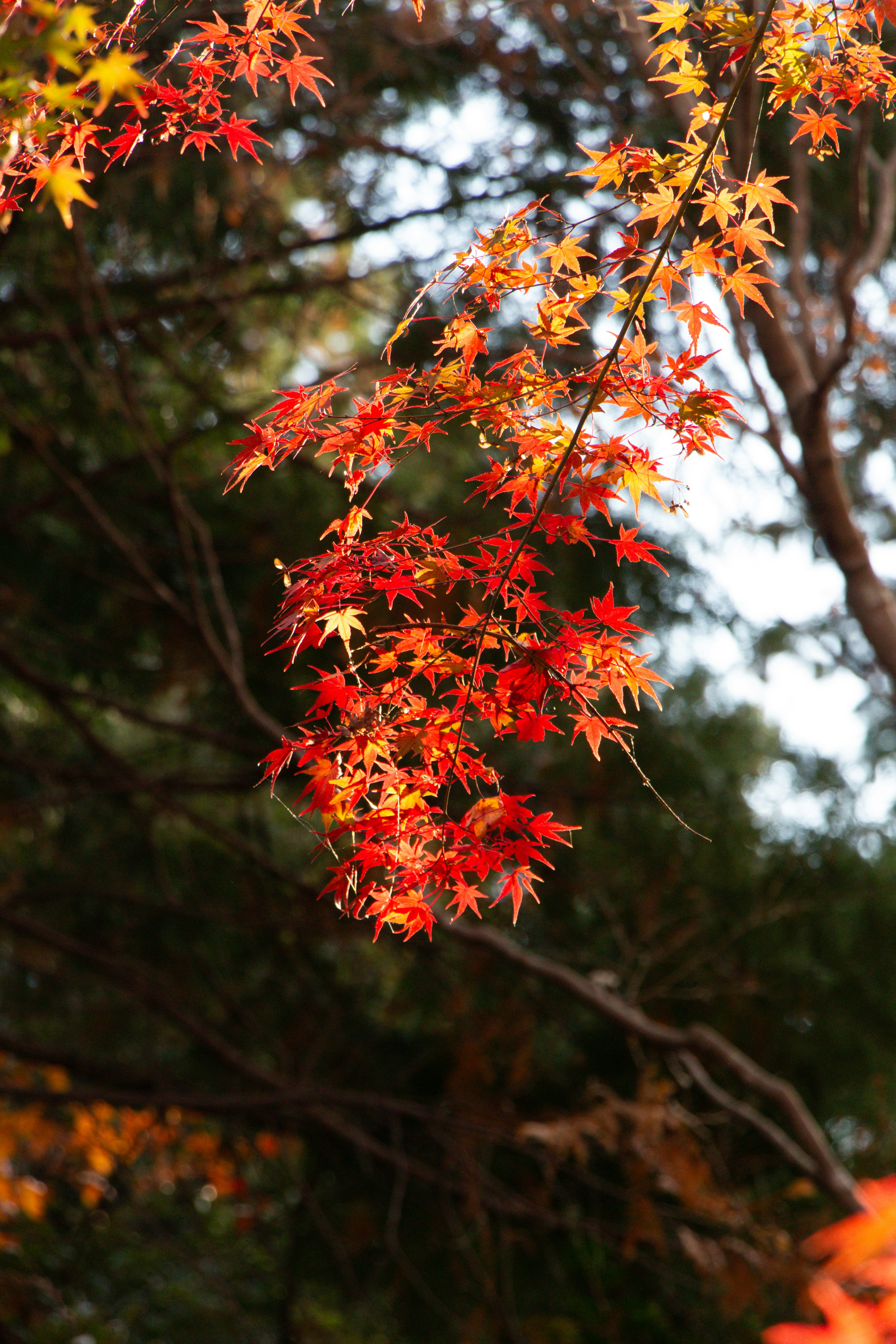 Photo by enkuu