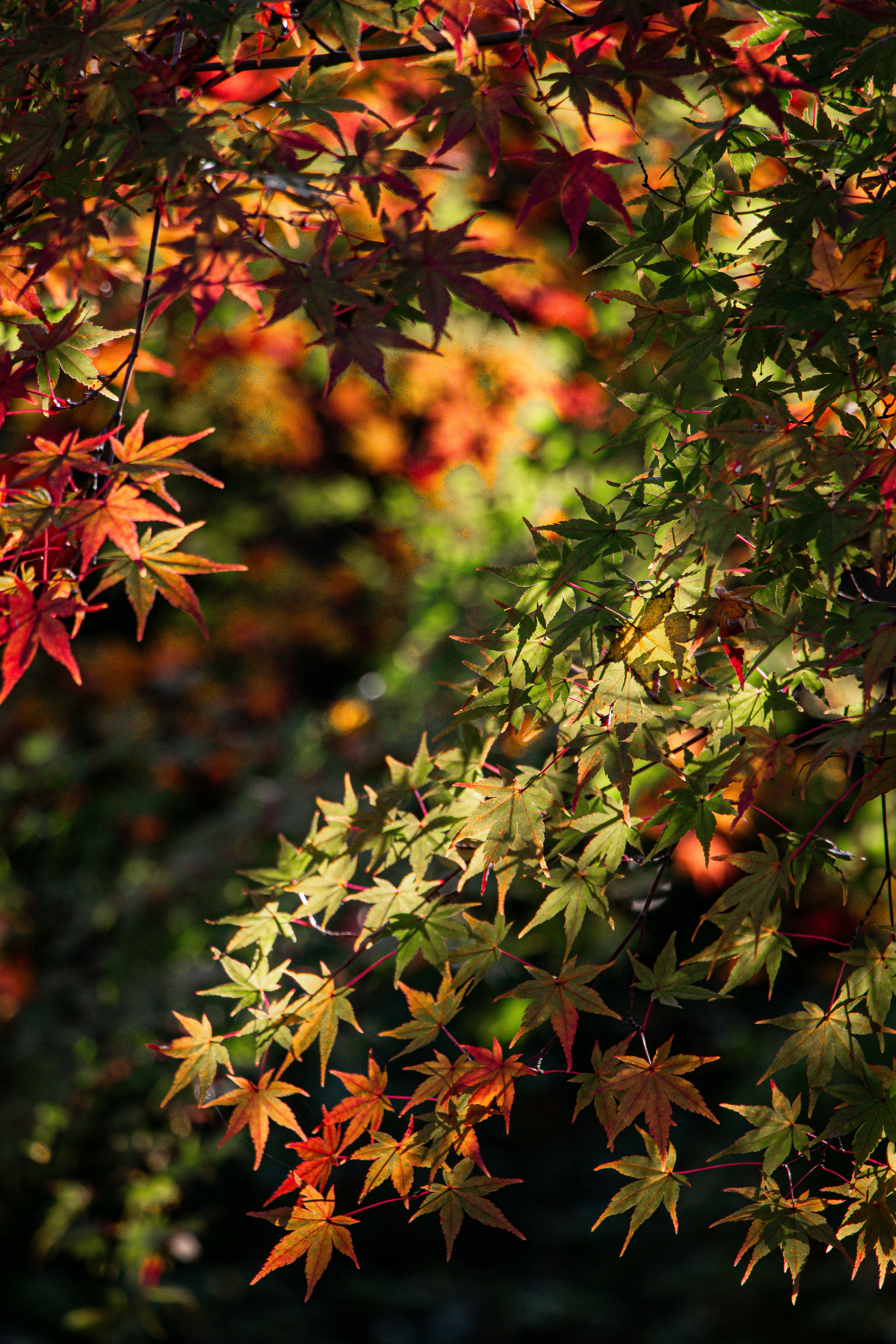 Photo by enkuu