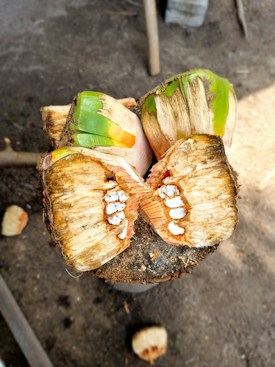 A freshly cut palm fruit is opened to reveal its fibrous interior and seed segments. The outer skin displays shades of green and brown, while the interior is a lighter beige with cluster-like white seeds. The fruit rests on a rough wooden surface with other pieces scattered around, suggesting a natural and rustic setting.