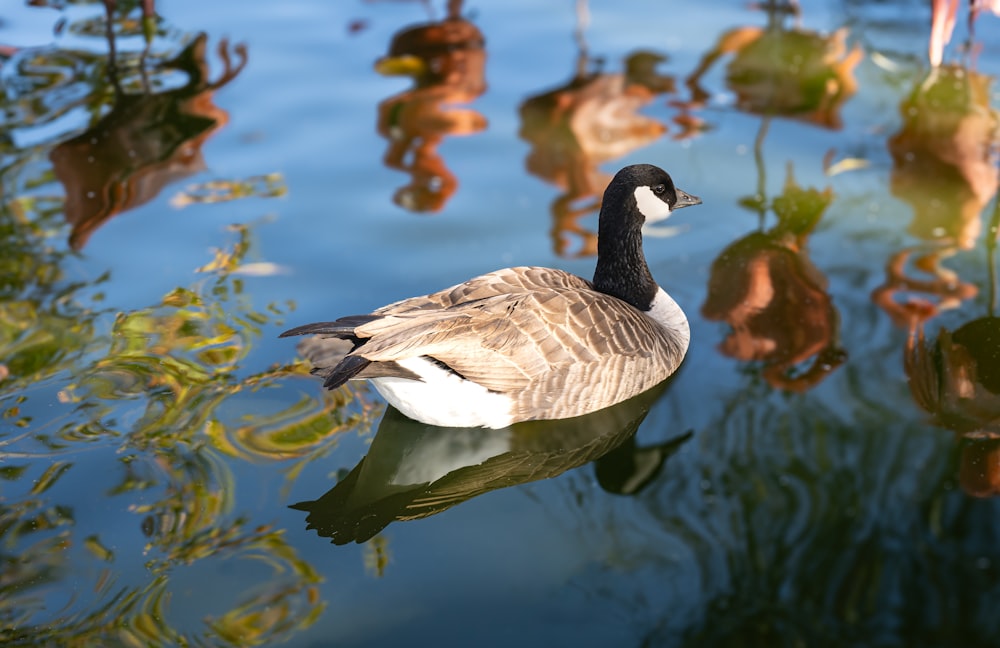 a duck floating on top of a body of water