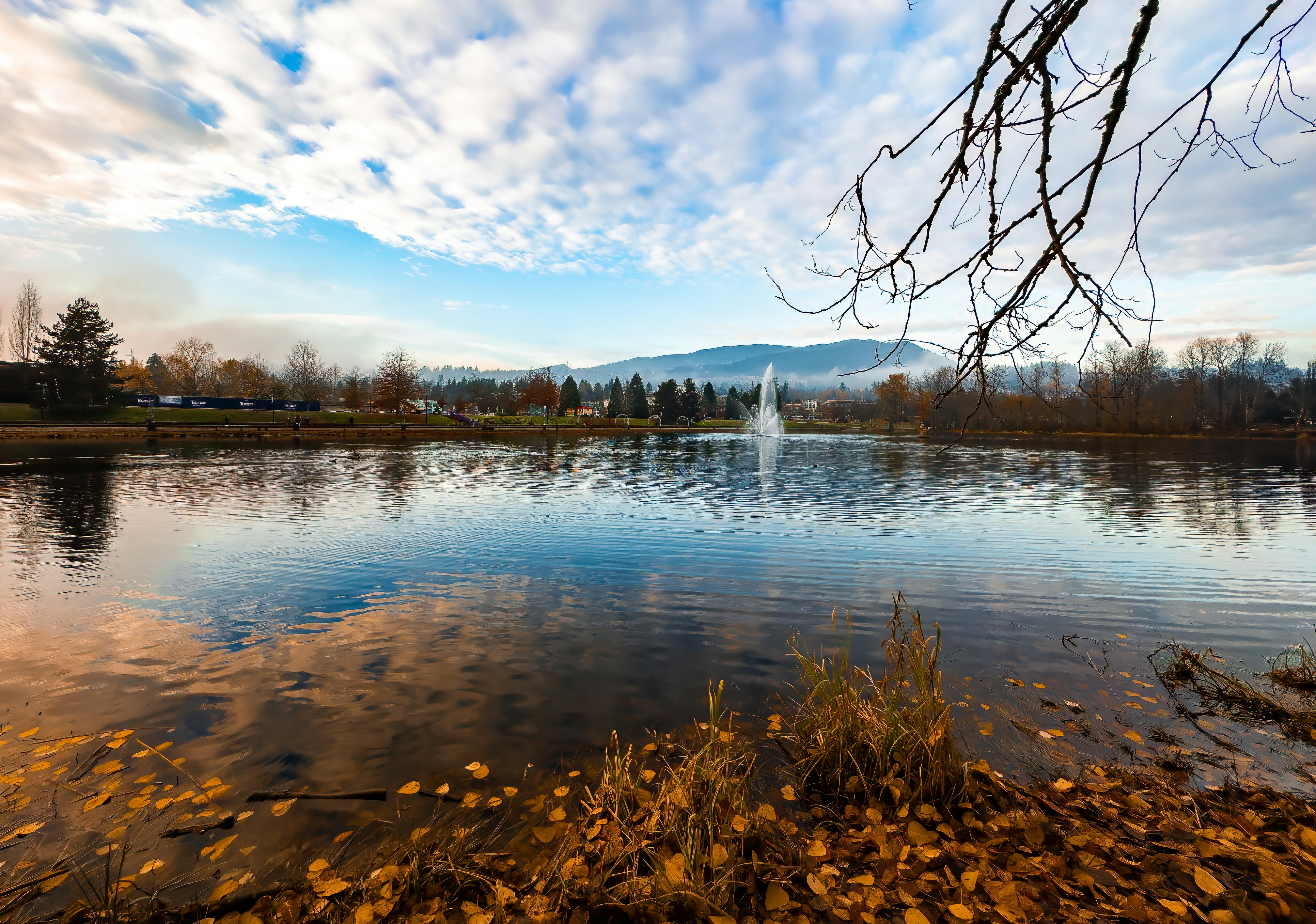 a large body of water surrounded by a forest
