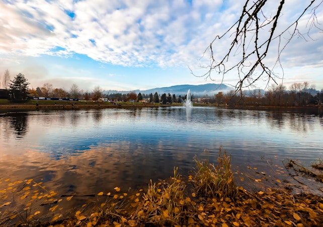 a large body of water surrounded by a forest