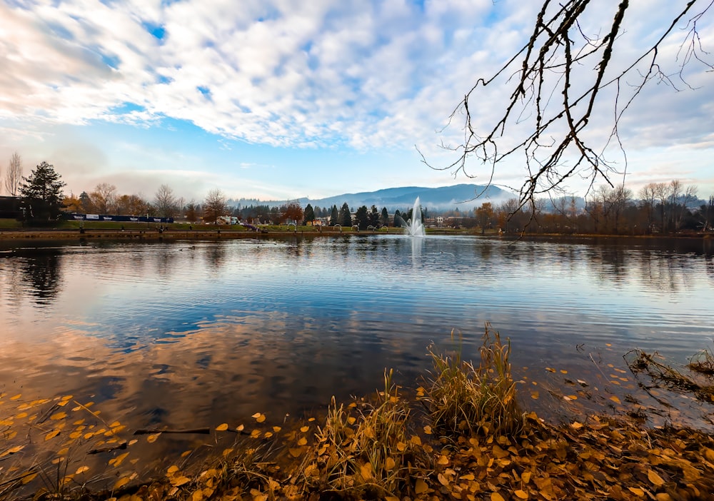 a large body of water surrounded by a forest