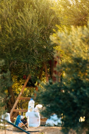 A lush, green landscape features a tree with dense foliage. A wooden ladder is placed against the tree, suggesting an activity such as picking or pruning. Several bags and a plastic bottle are scattered on the ground nearby. The sunlight filters through the leaves, creating a warm, golden ambiance.