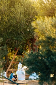 A lush, green landscape features a tree with dense foliage. A wooden ladder is placed against the tree, suggesting an activity such as picking or pruning. Several bags and a plastic bottle are scattered on the ground nearby. The sunlight filters through the leaves, creating a warm, golden ambiance.