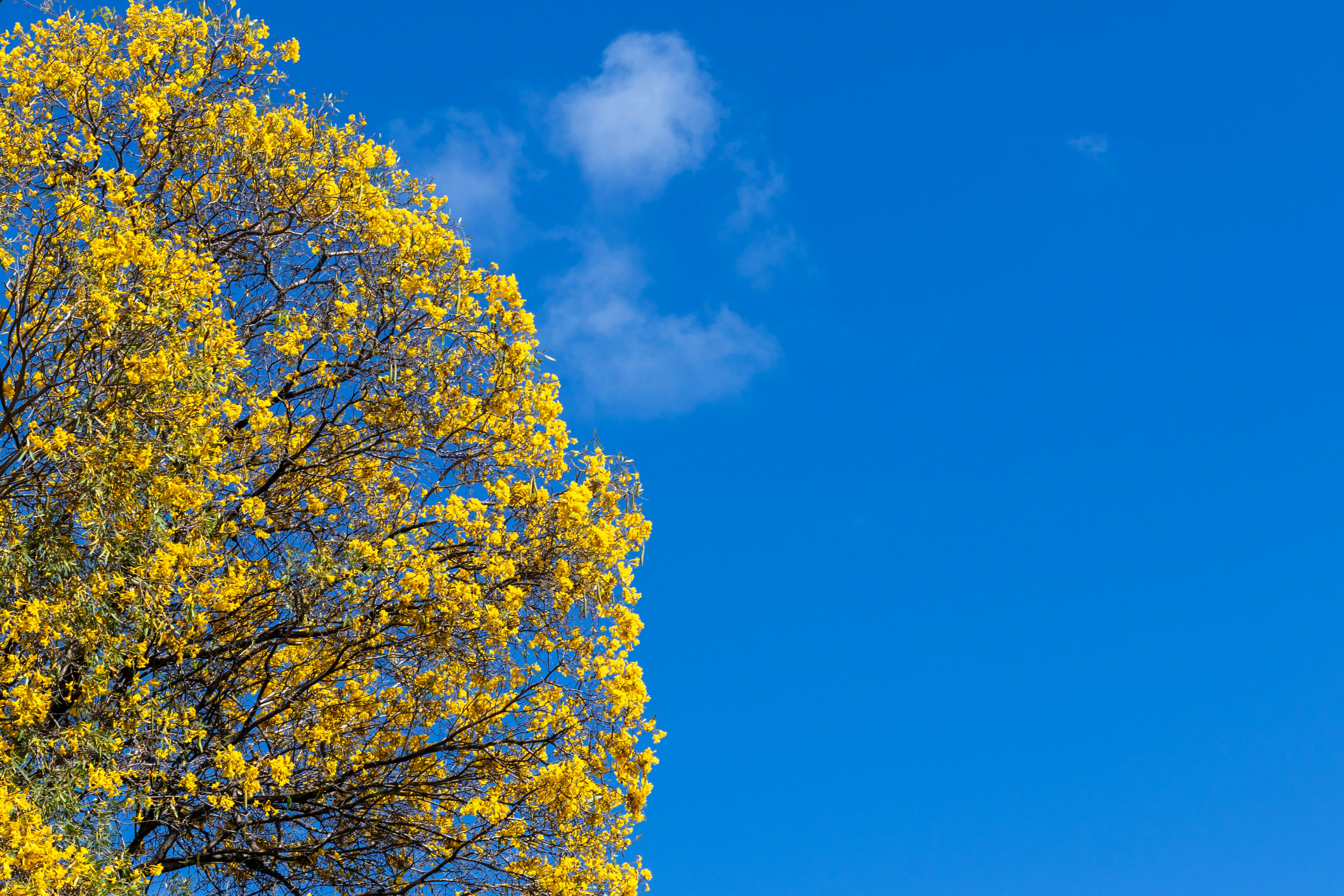 Photo by thiagojapyassu