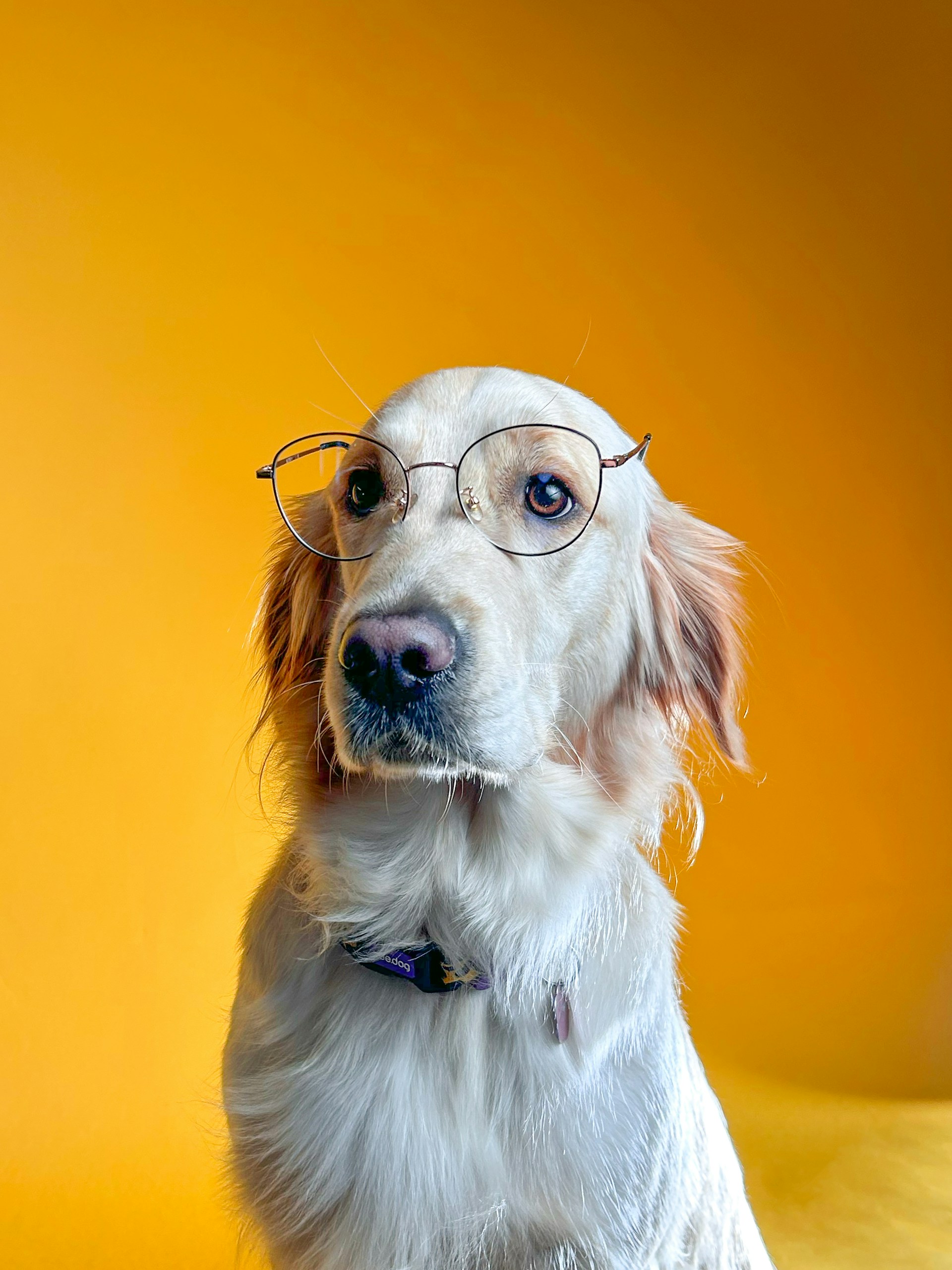 A playful golden retriever puppy wearing oversized sunglasses and a colorful bandana, sitting on a bright blue rug.