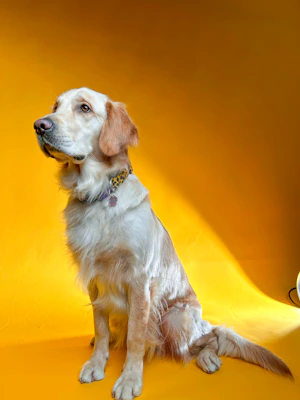 A happy golden retriever wearing a vibrant collar sitting next to a neat row of dog supplies on soft blue background