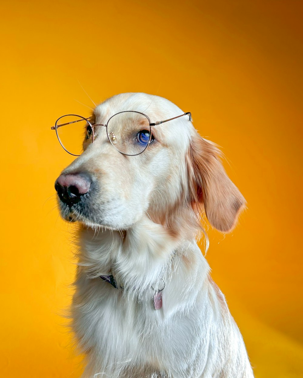 a white dog wearing glasses against a yellow background