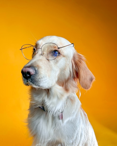 Best Dog DNA Tests UK 2026: Breed, Health and Ancestry Revealed