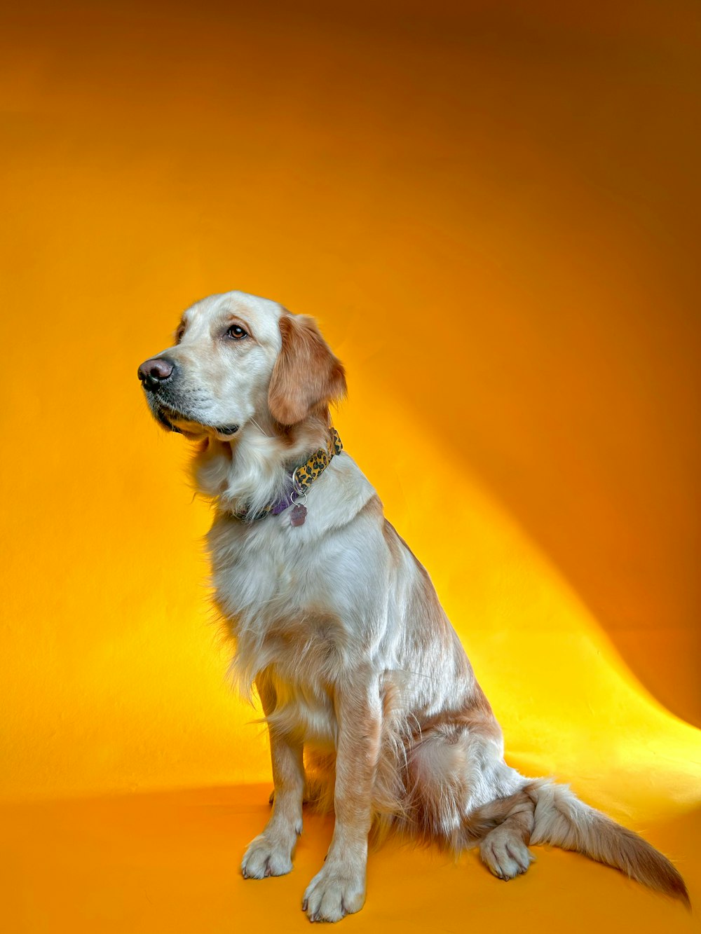 a dog is sitting on a yellow background