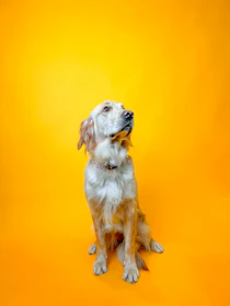 A freshly groomed golden retriever with a sleek, shiny coat sitting calmly on a minimalist white grooming table.