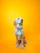 A serene portrait of a golden retriever with a glossy coat sitting beside a minimalist cream-colored grooming bottle.