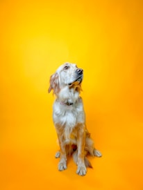 A golden retriever with a shiny coat sits gracefully against a bright orange background. The dog looks slightly to the side, displaying a calm and composed demeanor.