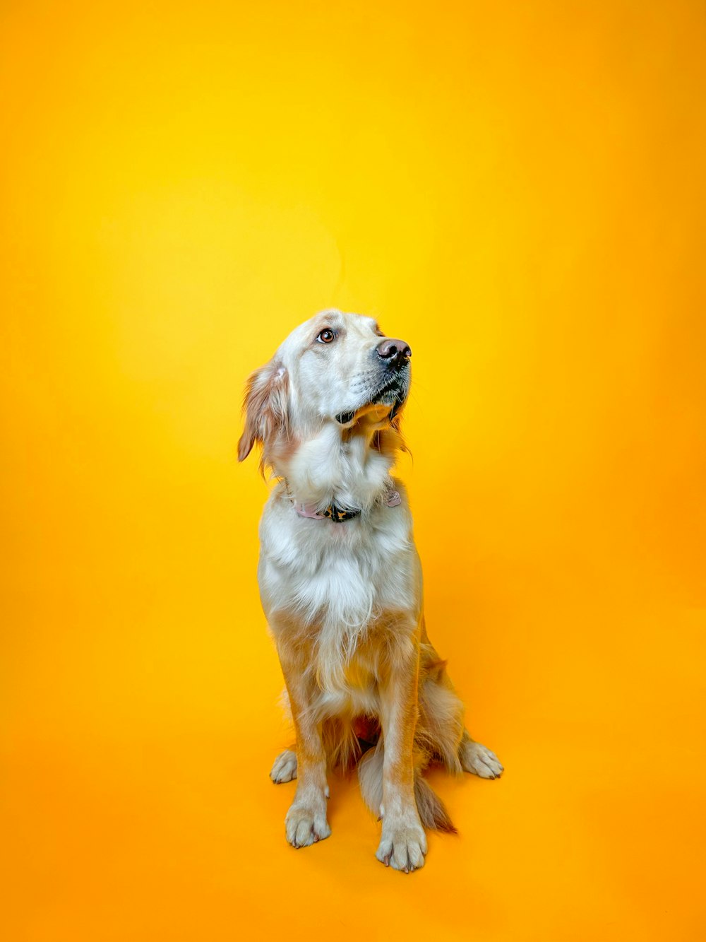a brown and white dog sitting on top of a yellow background