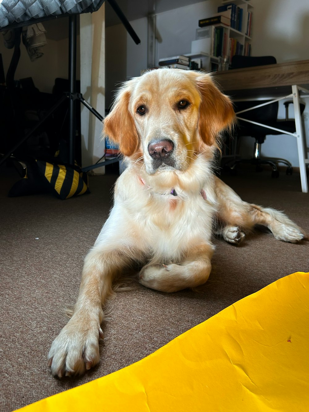 a dog laying on the floor next to a yellow caution tape