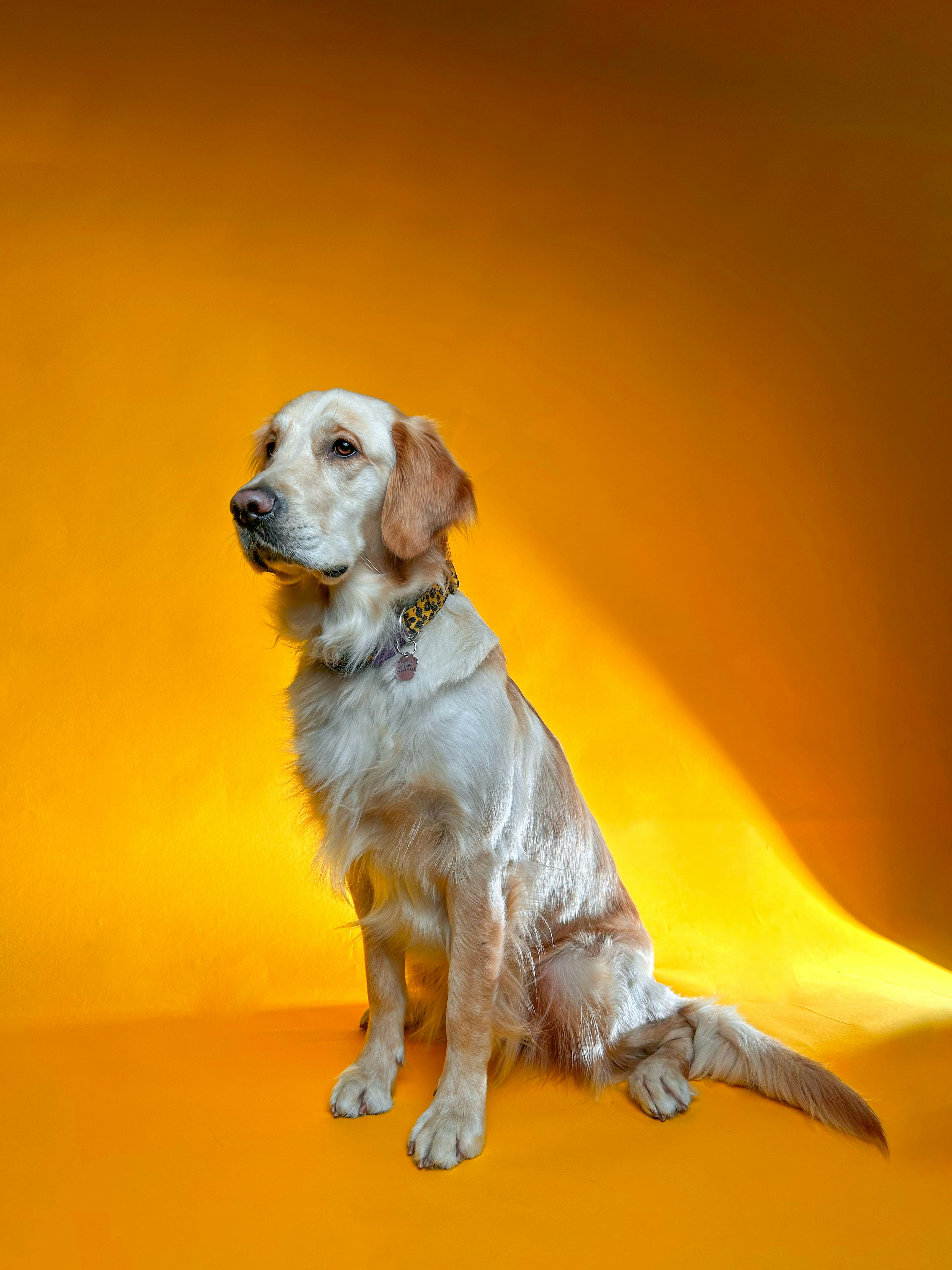 노란색 배경 위에 앉아있는 흰색과 갈색 개