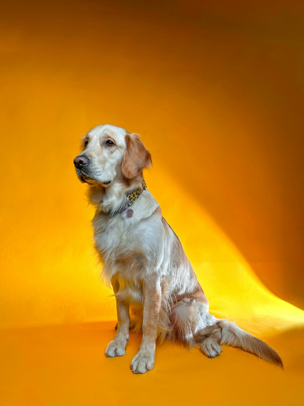 a white and brown dog sitting on top of a yellow background
