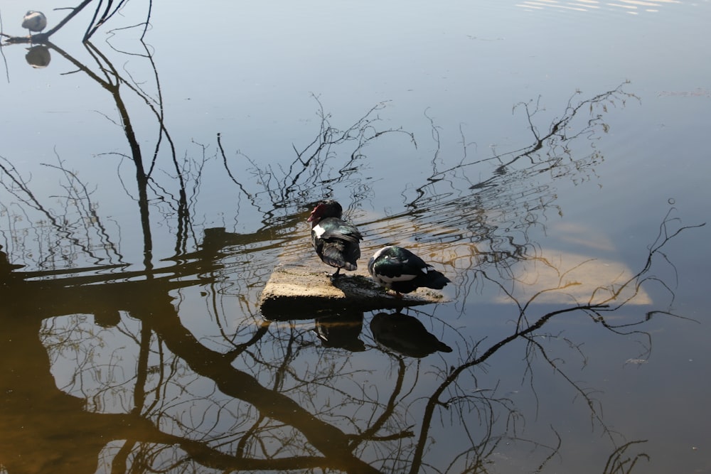 a couple of ducks sitting on top of a lake